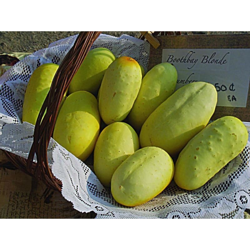 Boothby’s Blond Cucumber (Heirloom 63 Days) - Vegetables