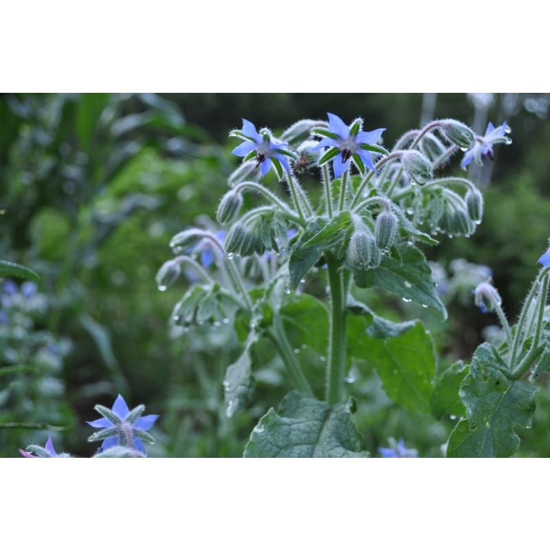 Borage