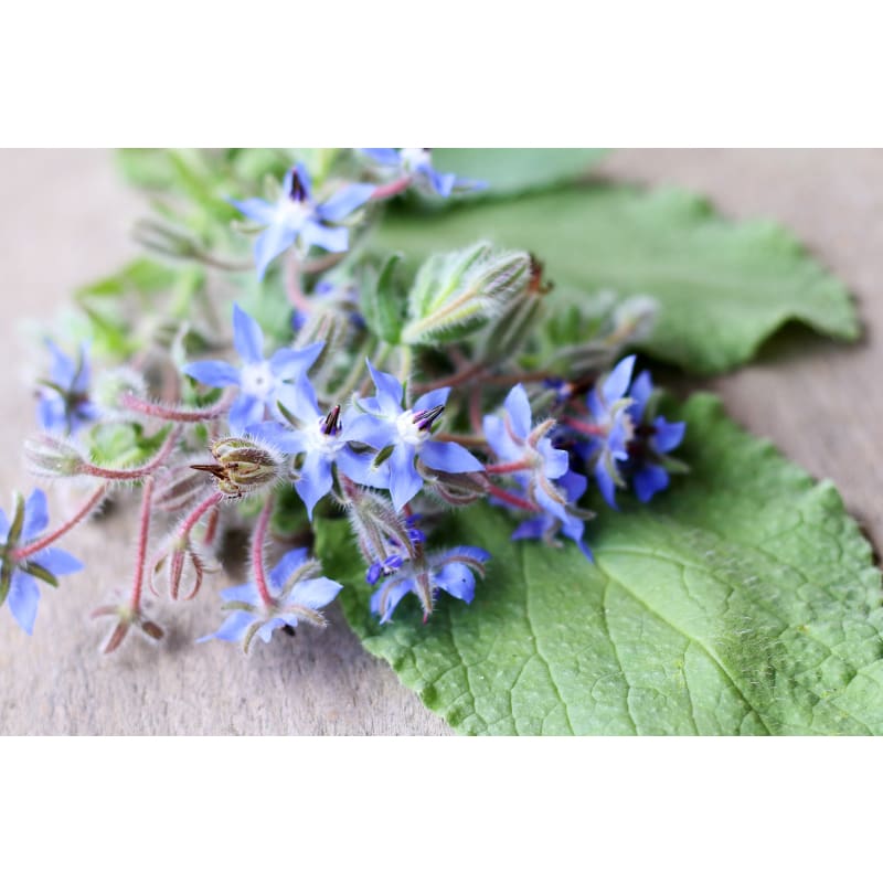 Borage