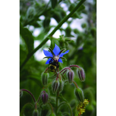 Borage - Herbs