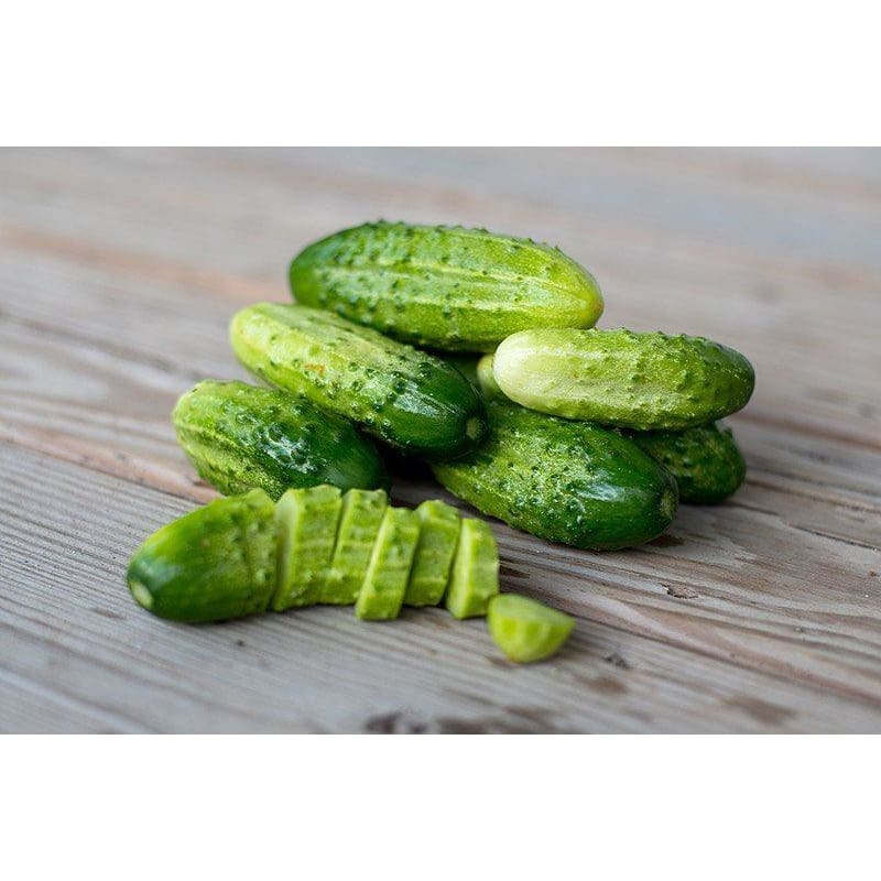 Boston Pickling Cucumber (Heirloom) (52 Days) - Vegetables