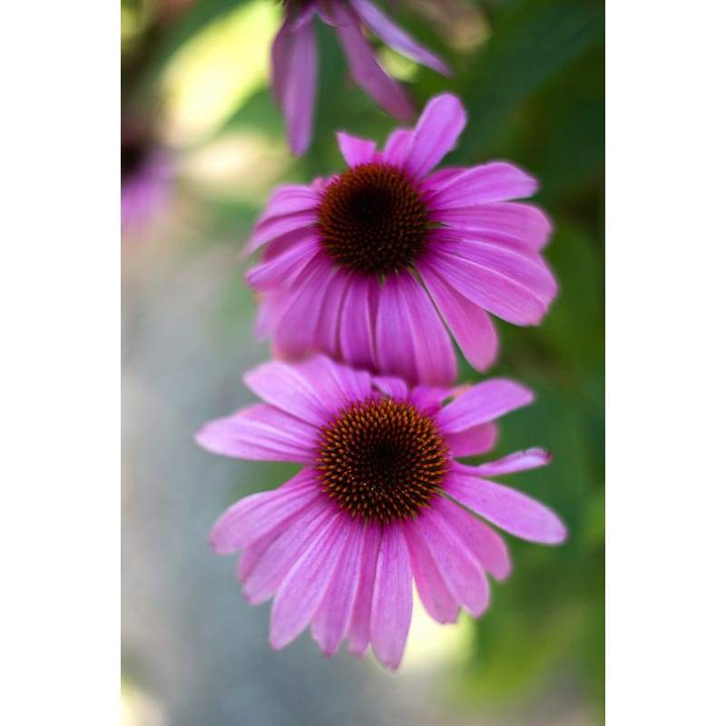 Bravado Echinacea - Flowers