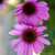 Bravado Echinacea - Flowers