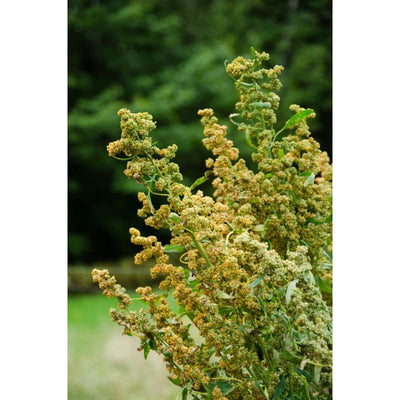Brightest Brillant Rainbow Quinoa Blend (Organic 90-120 Days) - Vegetables
