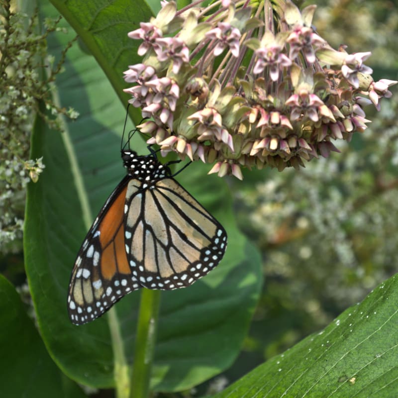 monarch butterfly garden seeds Bring in the Butterflies Seed Collection – Pinetree Garden Seeds