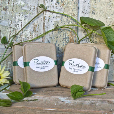 Bring in the Butterflies Collection - Seed Collections