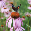 Bring in the Butterflies Collection - Seed Collections