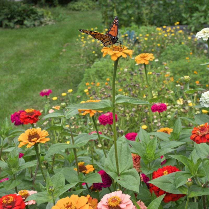 butterfly garden seed mix Bring in the Butterflies Collection