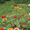 Bring in the Butterflies Collection - Seed Collections
