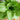 Brisk Green Pak Choi (F1 Hybrid 50 Days) - Vegetables