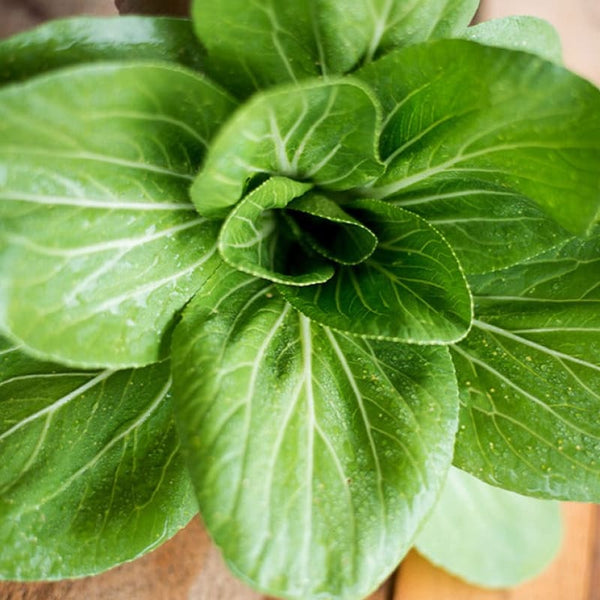 Brisk Green Pak Choi (F1 Hybrid 50 Days)