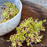 Broccoli Sprouting Seed (Organic)
