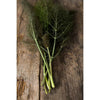Bronze Fennel - Herbs