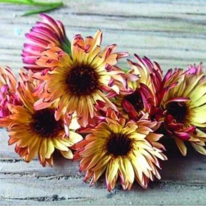 Bronzed Beauty Calendula