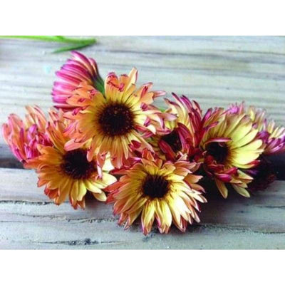 Calendula - Bronzed Beauty - Flowers