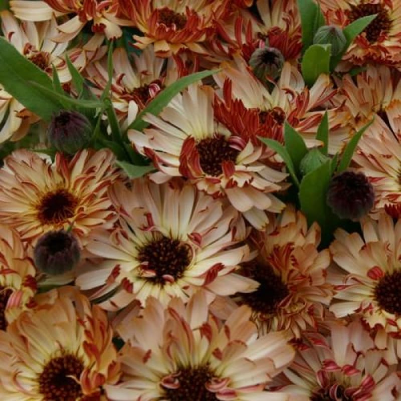 Bronzed Beauty Calendula