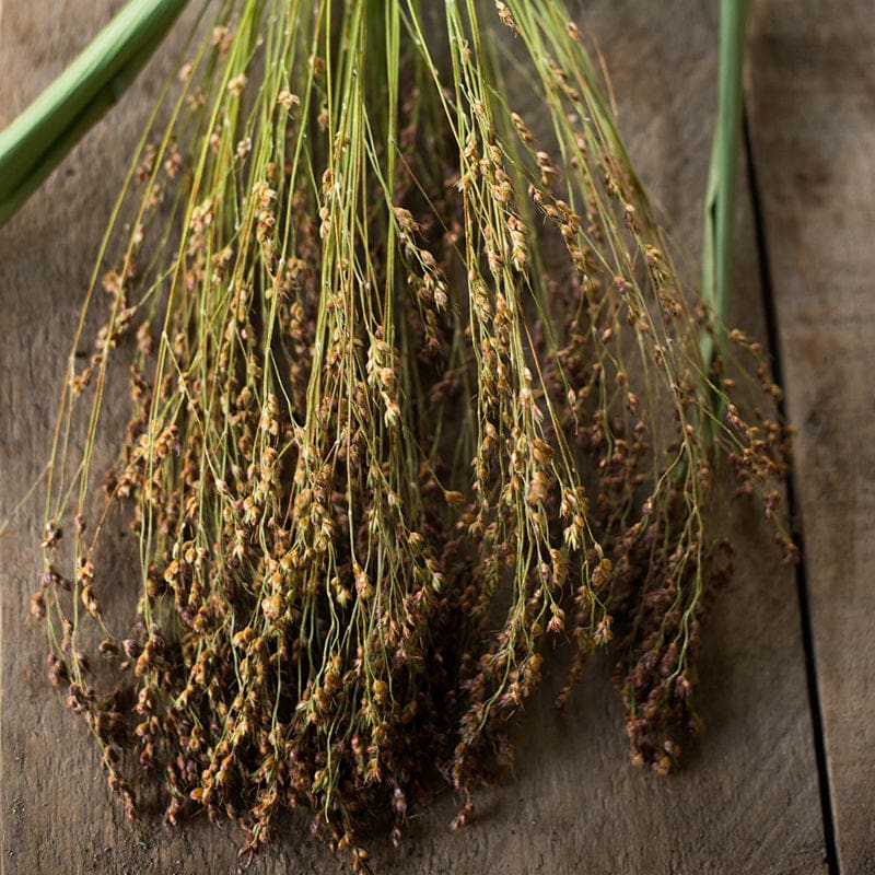 BROOM CORN - MIXED – Pinetree Garden Seeds