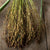 BROOM CORN - MIXED