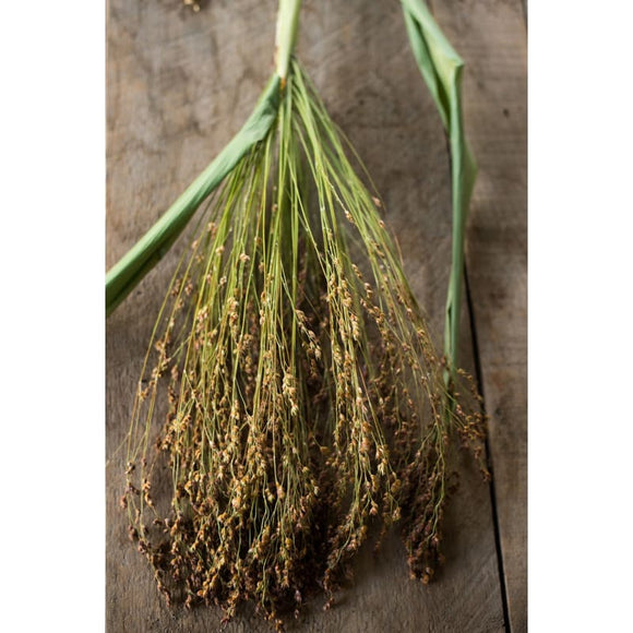How To Plant Broom Corn Seeds