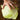 BRUNSWICK CABBAGE (85 days heirloom) - Vegetables