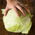 Brunswick Cabbage (Heirloom 85 Days)