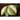 Brunswick Cabbage (85 Days Heirloom) - Vegetables