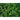 Buckwheat - Cover Crop - Cover Crops