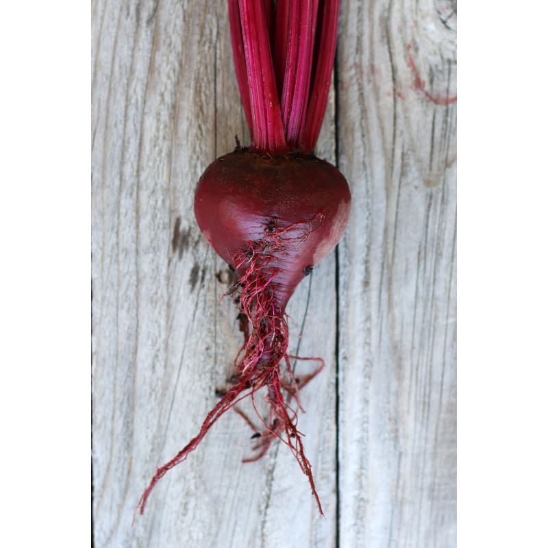 Bull's Blood - Heirloom Beet Seed | Johnny's Selected Seeds Bull's Blood - Heirloom Beet Seed | Johnny's Selected Seeds