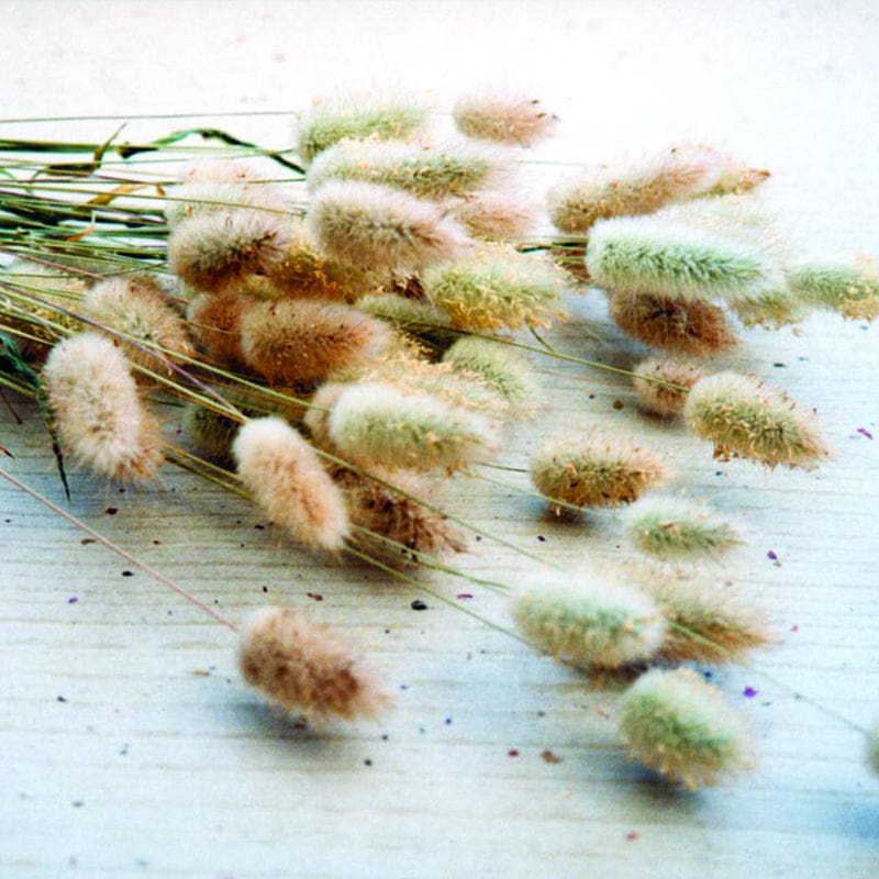 BUNNY TAIL GRASS - Flowers