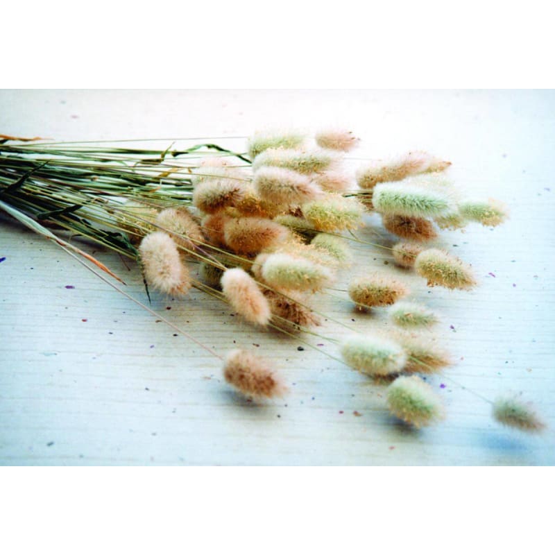 BUNNY TAIL GRASS - Flowers