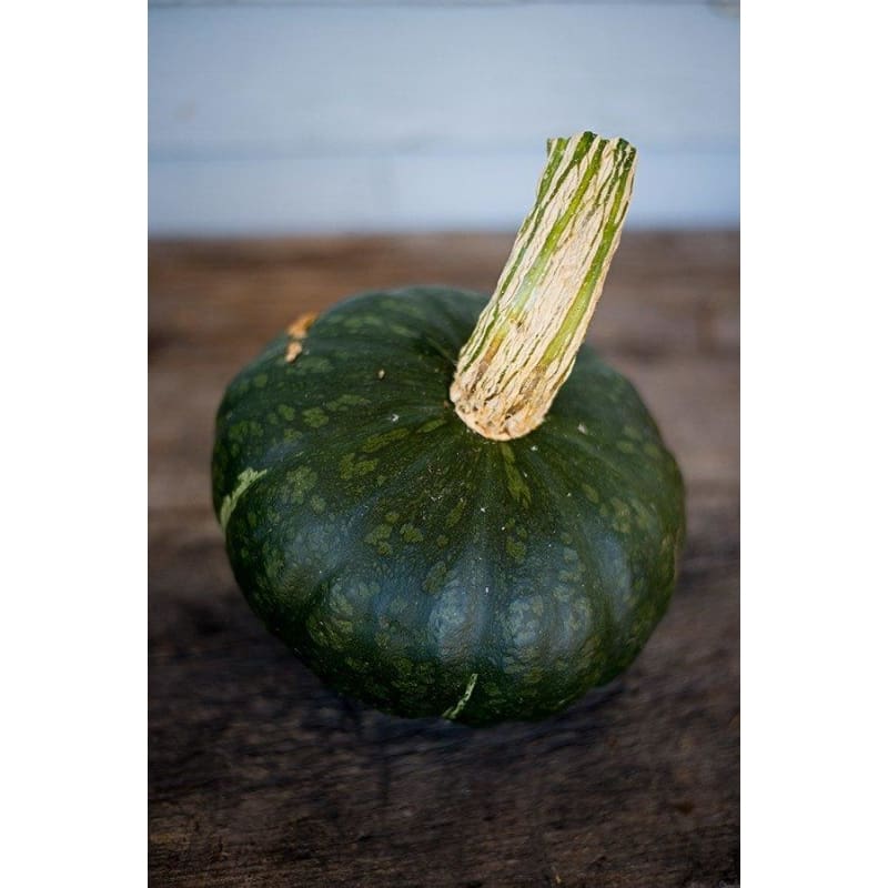 burgess garden seeds Organic Burgess Buttercup Squash (Cucurbita maxima)