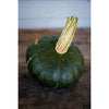 Burgess Buttercup Squash (Heirloom 100 Days) - Vegetables