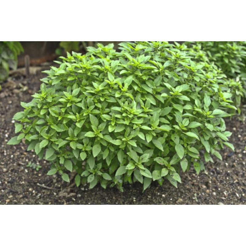 Bush Basil