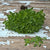 Bush Basil