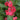 Bush Flowered Mix Balsam - Flowers