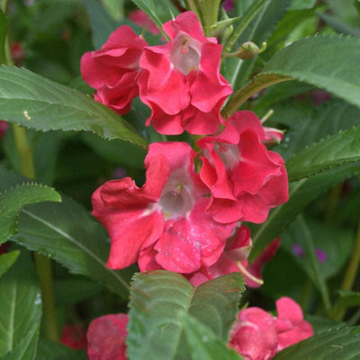 Bush Flowered Mix Balsam - Flowers