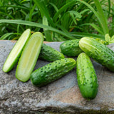 Bushy Cucumber (45-50 Days) – Pinetree Garden Seeds