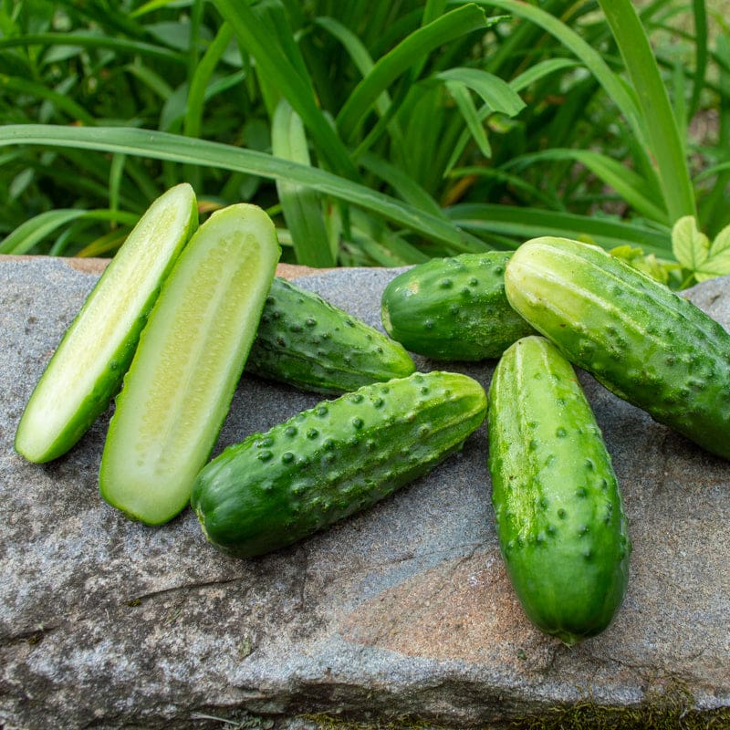 Bushy Cucumber (45-50 Days) - Vegetables
