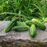 Bushy Cucumber (45-50 Days) - Vegetables