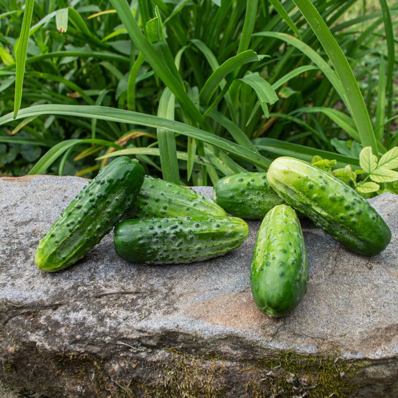 Bushy Cucumber (45-50 Days) - Vegetables