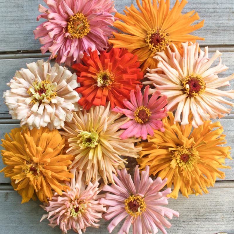 cactus flower seeds Cactus Flower Mix Zinnia – Pinetree Garden Seeds