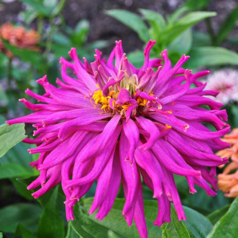 Cactus Flower Mix Zinnia