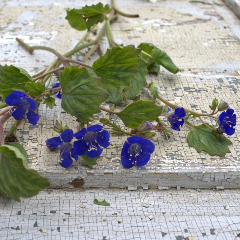 blue bell flower seeds California Bluebells – Pinetree Garden Seeds