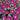 Cameo Elegance Morning Glory - Flowers