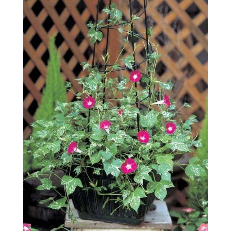 Cameo Elegance Morning Glory - Flowers