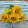 Canary Bird Zinnia - Flowers