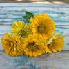 Canary Bird Zinnia - Flowers