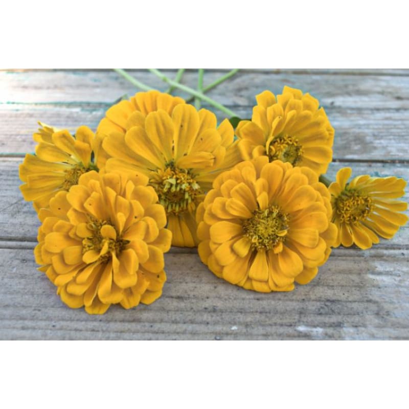 Canary Bird Zinnia