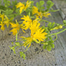 Canary Creeper - Flowers