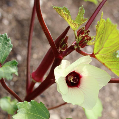 Candlefire Okra (F1 Hybrid 60 Days) - Vegetables